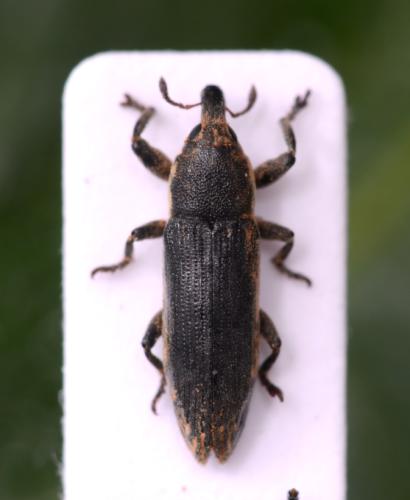 Réf. 349 127 : Lixus scabricollis